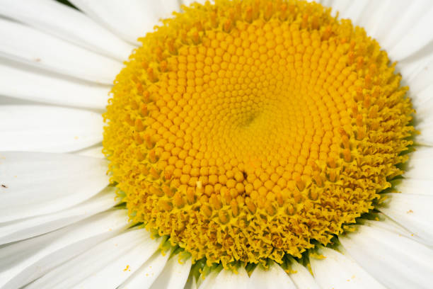 istock GERMAN CHAMOMILE SEEDS *ORGANIC* 1332752869