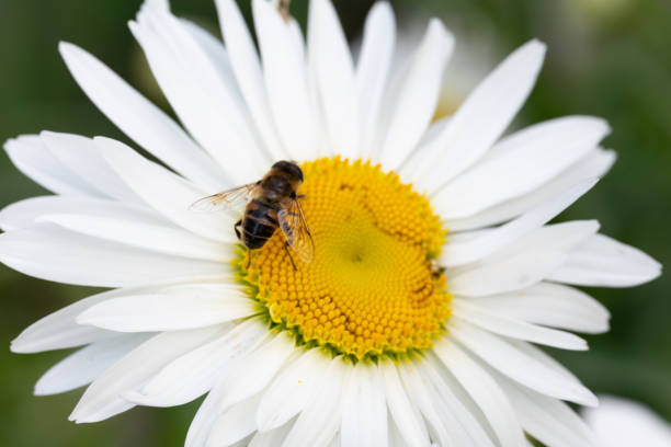 german chamomile seeds *organic* - chamomile plant german chamomile summer green imagens e fotografias de stock