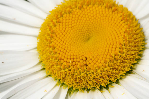 german chamomile seeds *organic* - chamomile plant german chamomile summer green imagens e fotografias de stock