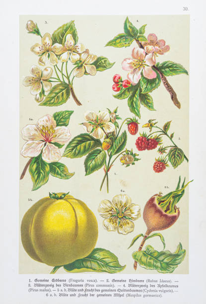 istock Strawberry, Raspberry, Pear, Apple, Quince,  Medlar illustration 1888 1332753031