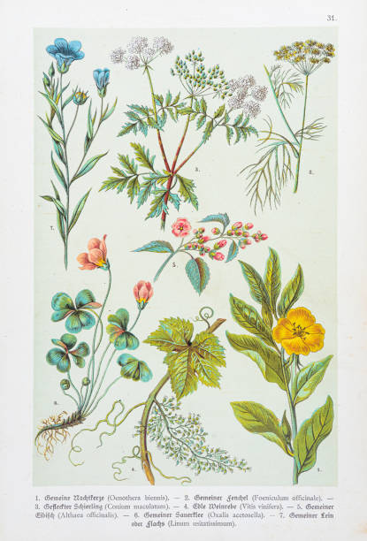 istock Evening primrose, Fennel, Hemlock,  Grapevine, Marshmallow, Sorrel, Linen illustration 1888 1332753045