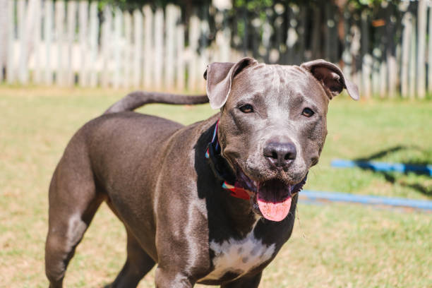 istock Pit bull dog playing and having fun in the park. Selective focus 1332753047
