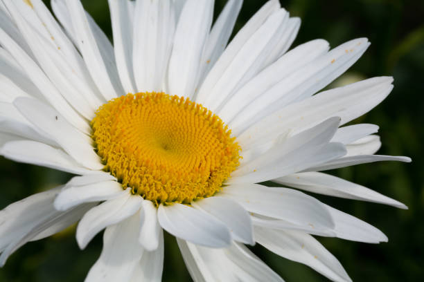 sementes de camomila alemãs *orgânicos* - german chamomile fotos - fotografias e filmes do acervo