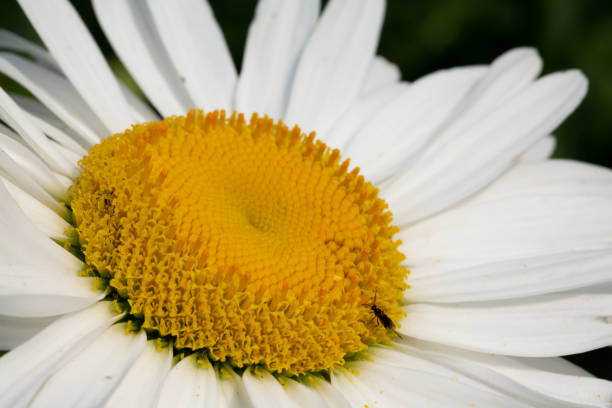 german chamomile seeds *organic* - chamomile plant german chamomile summer green imagens e fotografias de stock