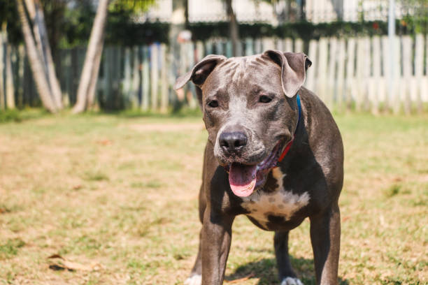 istock Pit bull dog playing and having fun in the park. Selective focus. 1332753867