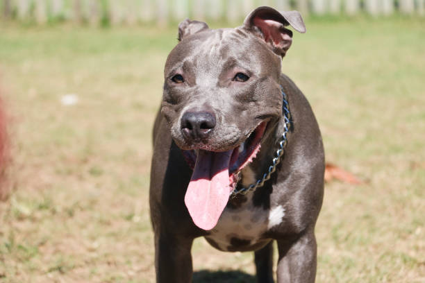 istock Pit bull dog playing and having fun in the park. Selective focus 1332753973