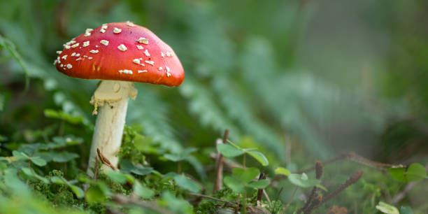 close up of toadstool mushrooms, fly agaric  on the forest floor, bavaria, germany - mushroom fly agaric mushroom photograph toadstool imagens e fotografias de stock