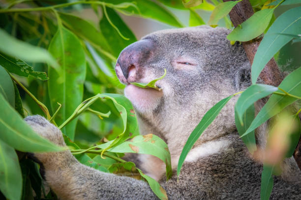 A koala enjoying some eucalyptus leaves for lunch.