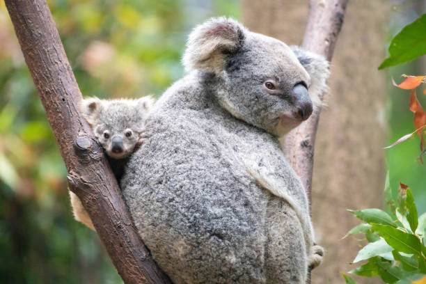 istock Baby koala’s face between branch mother 1332754795