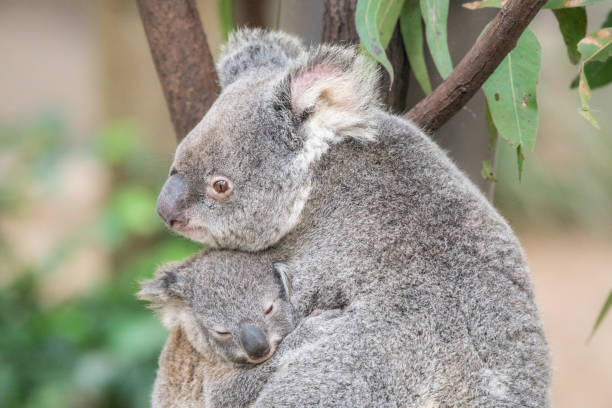 istock Mother koala rests her head on baby 1332754796