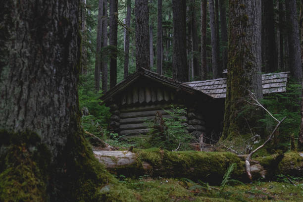 istock Isolated Rustic Cabin in an Old Growth Forest 1332754964