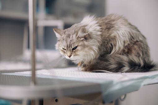 Grey cat on intravenous infusion suffers from pain sitting on table with disposable underpad in veterinary hospital office