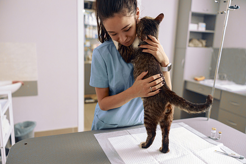 Careful Asian veterinarian trainee in blue uniform embraces adorable tabby cat at table in modern clinic office. Medical care of pets