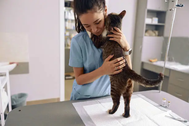 Photo of Veterinarian trainee in uniform embraces adorable tabby cat in modern clinic office