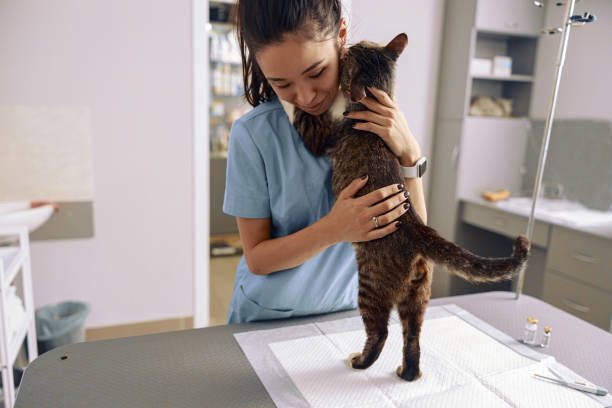 weterynarz stażysta w mundurze obejmuje uroczą kotkę w nowoczesnym biurze kliniki - veterinary medicine zdjęcia i obrazy z banku zdjęć