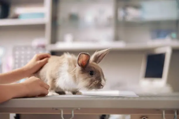 Woman strokes cute small rabbit sitting on table in contemporary vet clinic office closeup. Medical care of pets