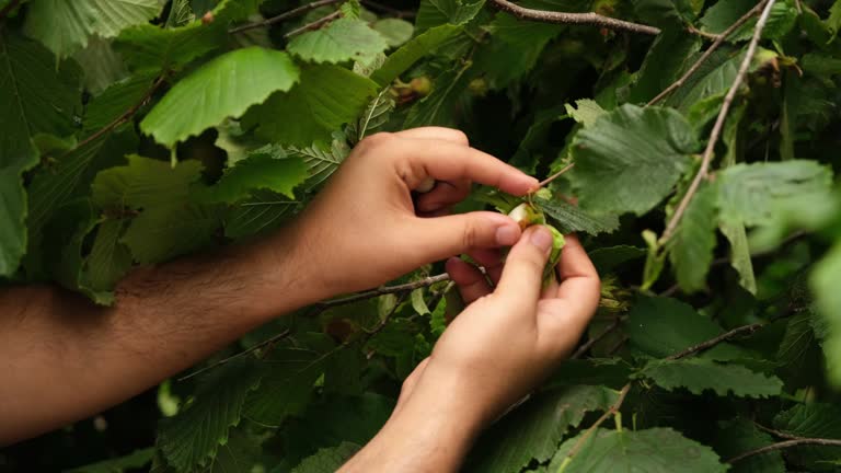 Hazelnut Tree Ripe 2,400+ Hazelnut Tree Stock Videos and Royalty-Free Footage - iStock