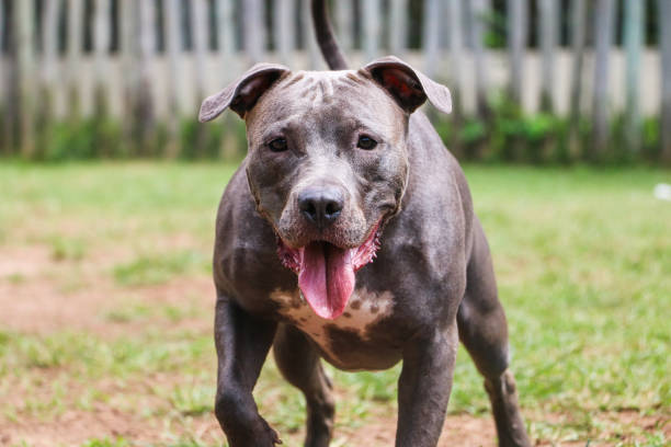 istock Pit bull dog playing and having fun in the park. Selective focus 1332755996