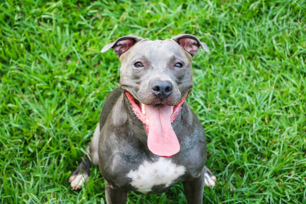istock Pit bull dog playing and having fun in the park. Selective focus 1332755997