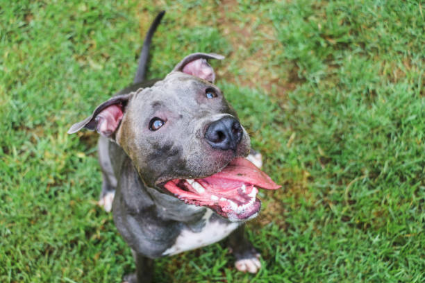 istock Pit bull dog playing and having fun in the park. Selective focus 1332756825
