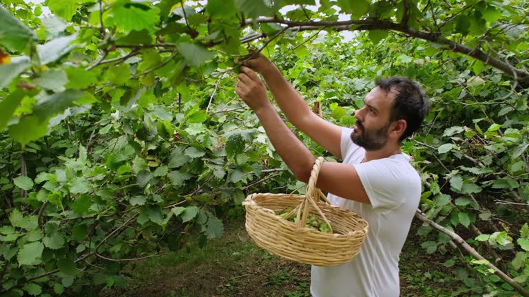 Hazelnut Tree Ripe 2,400+ Hazelnut Tree Stock Videos and Royalty-Free Footage - iStock