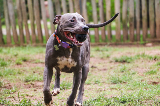 istock Pit bull dog playing and having fun in the park. Selective focus 1332756936