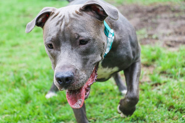 istock Pit bull dog playing and having fun in the park. Selective focus 1332757602