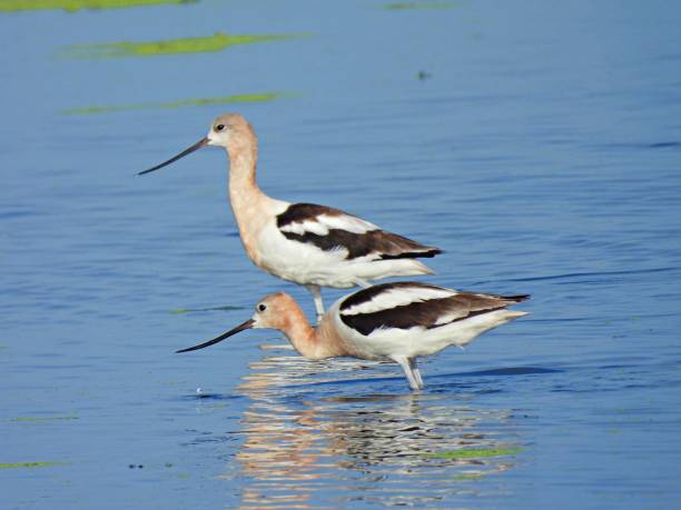 istock American Avocet (Recurvirostra Americana) foraging in a Florida lake 1332757778