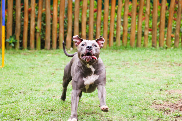 istock Pit bull dog playing and having fun in the park. Selective focus 1332757783