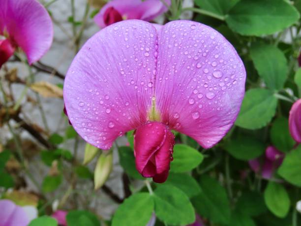 istock Sweet Pea Flower with Raindrops 1332758474