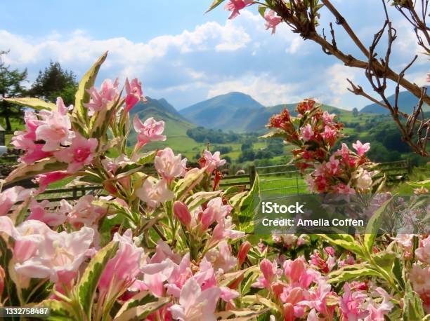 Newlands Valley Lake District Uk Seen Through Pretty Pink Flowers Stock Photo - Download Image Now