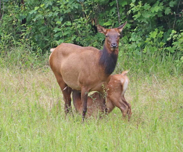 istock Great Smoky Mountains National Park Elk Herd 1332759974