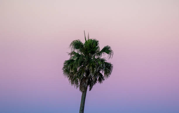 istock Palm trees at Sunset in Chiba, Japan 1332762139
