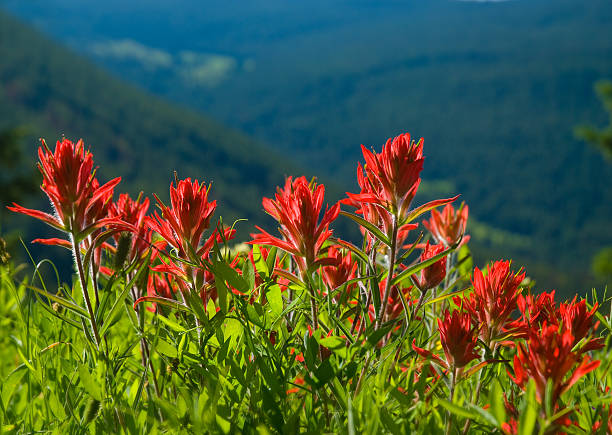 alpine fiori selvatici panoramica rosso castilleja - indian paintbrush foto e immagini stock