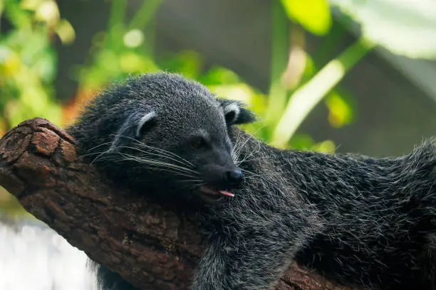 The binturong, also known as bearcat, is a viverrid native to South and Southeast Asia.similar species to Asian palm civet, also called common palm civet, toddy cat and musang