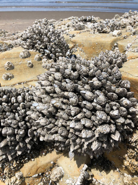 istock Clusters of barnacles on rocks on the beach 1332770633