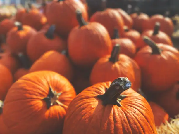 Photo of Fall Harvest Pumpkins at Pumpkin Patch