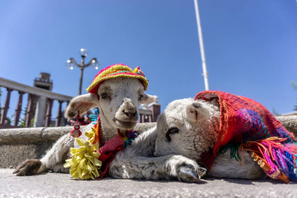 istock cutely dressed baby goats in Peru 1332772685