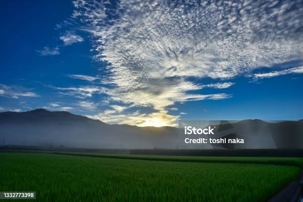 Rice Field In The Morning Glow Stock Photo - Download Image Now - Agricultural Field, Agriculture, Backgrounds