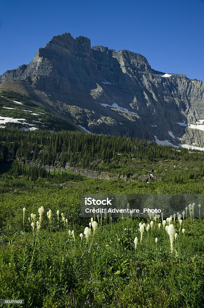 Majestatyczny daszki i Dziki kwiat Łąka w Parku Narodowym Glacier Stan Montana - Zbiór zdjęć royalty-free (Beargrass)