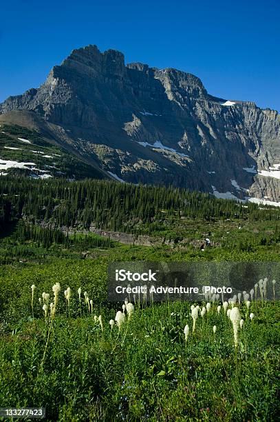 Majestatyczny Daszki I Dziki Kwiat Łąka W Parku Narodowym Glacier Stan Montana - zdjęcia stockowe i więcej obrazów Beargrass