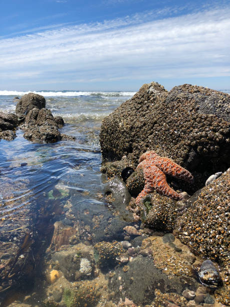 istock Orange star fish on tidal pool rocks 1332775468