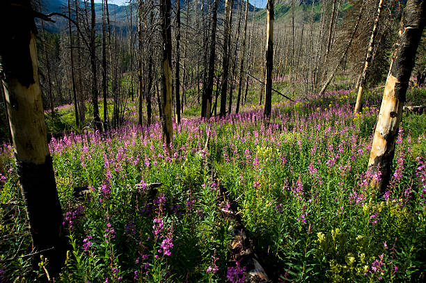 Alpine Meadow Burn Area with Fireweed Wildflowers