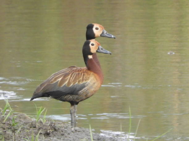 canard à 2 têtes - white faced whistling duck photos et images de collection