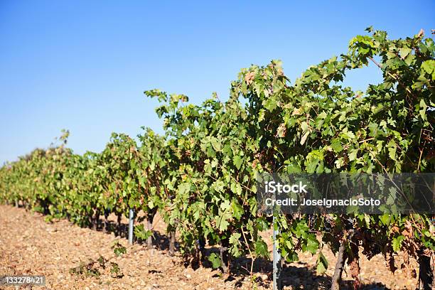 Viñedos De Ribera Del Duero Foto de stock y más banco de imágenes de Agricultura - Agricultura, Aire libre, Campo - Tierra cultivada