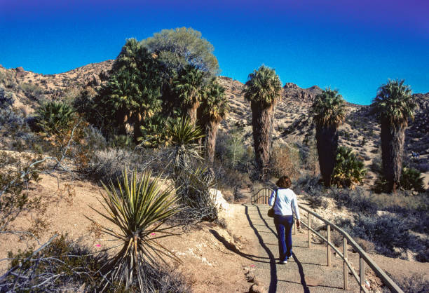 Joshua Tree NP - Hiker Approaches Cottonwood Springs Oasis - 2007 stock photo