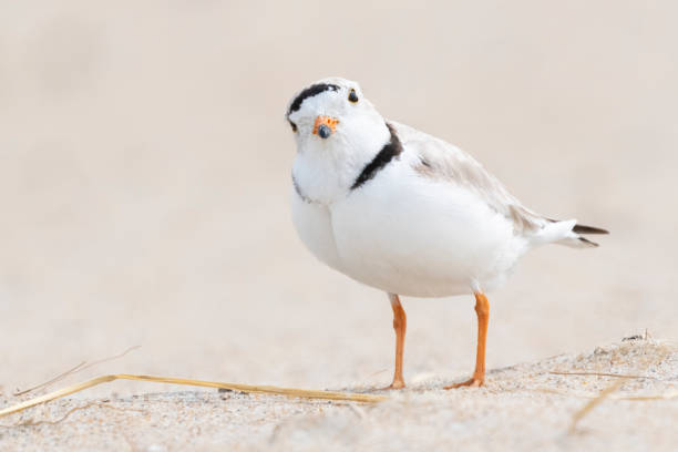 istock Piping Plover on a sandy beach looking at camera 1332785908