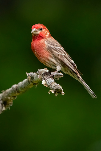 House Finch (Haemorhous mexicanus). Male in spring breeding color.