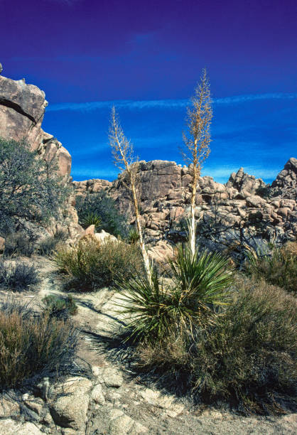istock Joshua Tree NP - Twin Yuccas - 2007 1332786062