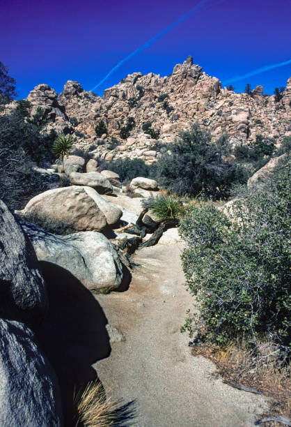 istock Joshua Tree NP - Desert Trail Vertical - 2007 1332786148